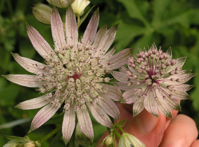 Astrantien-Groessenvergleich.jpg