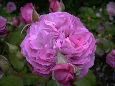 Magenta_Floribunda_06.JPG
