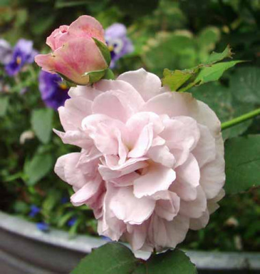 Magenta_Bl_u_Knospe_06_Kopie.jpg