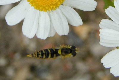 Sphaerophoria_-_Schwebfliege_01c.jpg