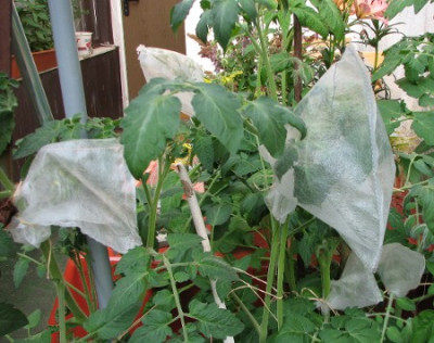 Tomatenverhuterli_29.06.06_010.jpg