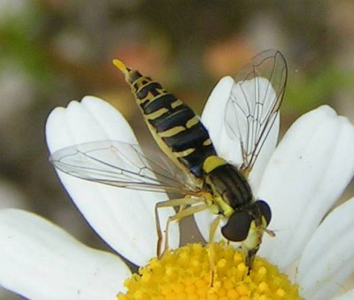 Sphaerophoria_-_Schwebfliege_01d.jpg