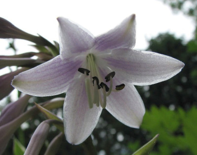 Hosta_29.06.06_009.jpg