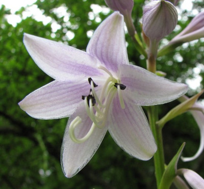 Hosta_29.06.06_008.jpg