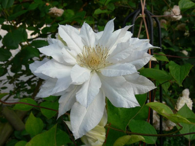 P1010468_Medium.JPG