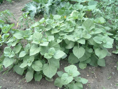Physalis_groer.jpg