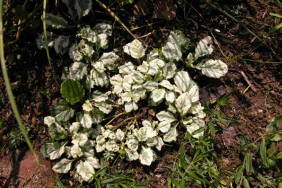 Ajuga1.jpg
