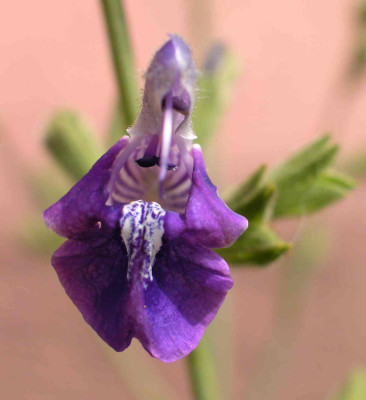 Salvia_fruticosa.jpg