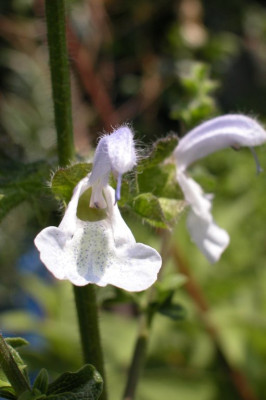 Salvia_caerula.jpg