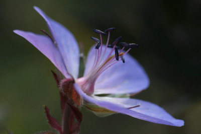 Geranium-Juni06-04.jpg