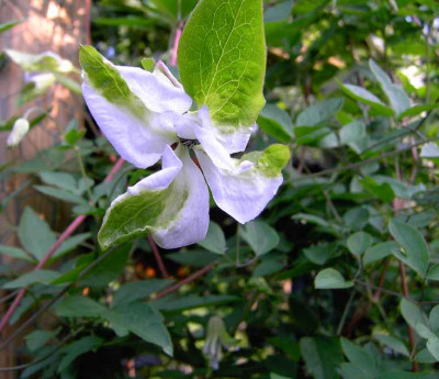 29.6.06._Clematis_viticella_Alba_Luxurians_020.JPG