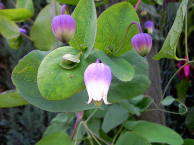 29.6.06._Clematis_addisonii_026.JPG
