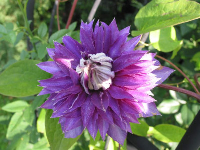 CLEMATIS_AI.jpg