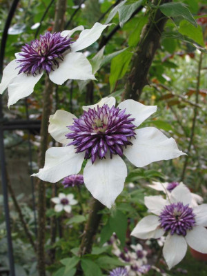 CLEMATIS_AII.jpg