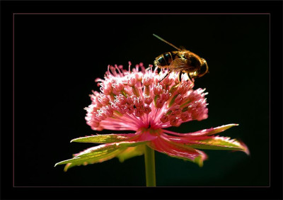 Astrantia_1_28-06-2006.jpg