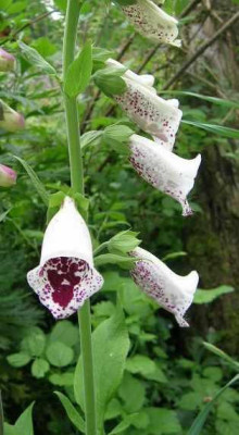 Digitalis_v._markt.jpg