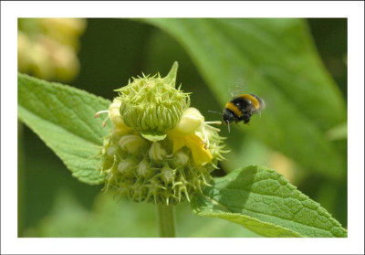 Phlomis_1_26-06-2006.jpg