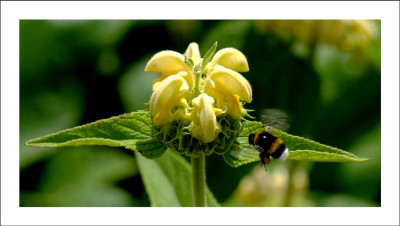 Phlomis_2_26-06-2006.jpg