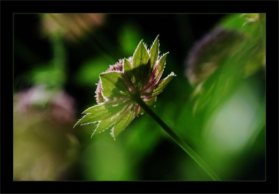 Astrantia_4_28-06-2006.jpg