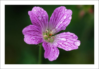 Geranium_2_25-06-2006.jpg