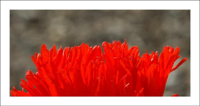 Papaver_2_02-06-2006.jpg