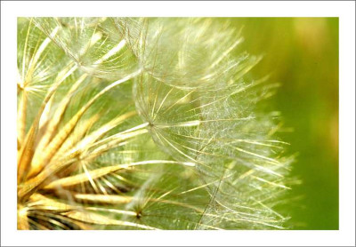 Verbluhtes_Wiesenbocksbart_2_24-06-2006.jpg