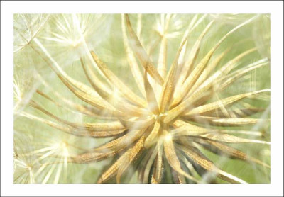 Verbluhtes_Wiesenbocksbart_4_24-06-2006.jpg