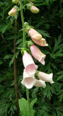 Digitalis_v._markt.....jpg