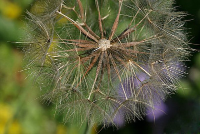 Tragopogon-vor-Blaugruengelb.jpg
