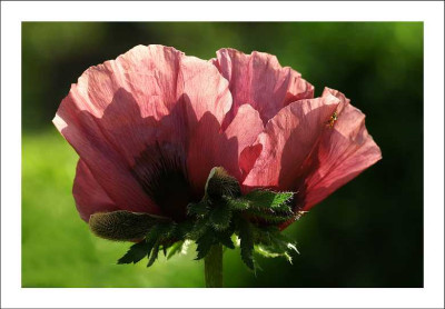 Papaver_3_02-06-2006.jpg