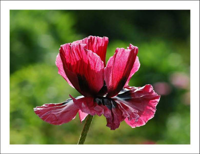 Papaver_4_02-06-2006.jpg