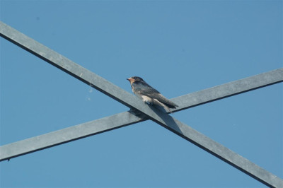 A0340_Large.JPG