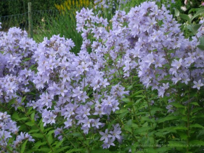 Campanula_lact._Prichards_Variety_14891.jpg