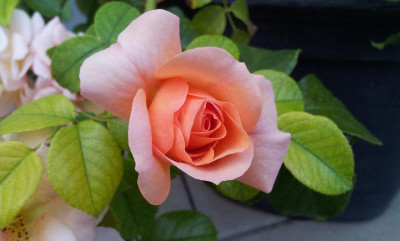 20150805_182814.jpg