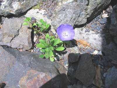 Campanula_raineri_fars.jpg