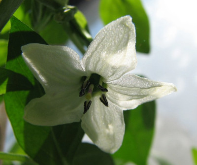 Chiliblute_30.06.06_006.jpg