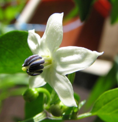 Chiliblute_30.06.06_015.jpg