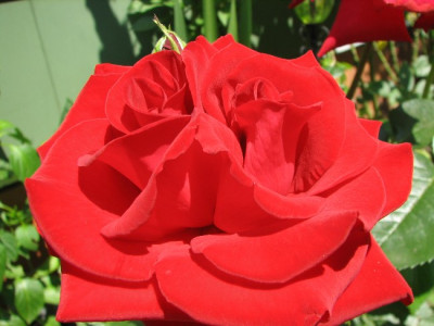 Rosenzwilling_30.06.06_020.jpg