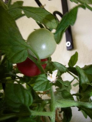 www.am_2005_06.30._T._small_egg.jpg