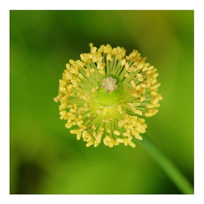 Papaver_5_02-06-2006.jpg