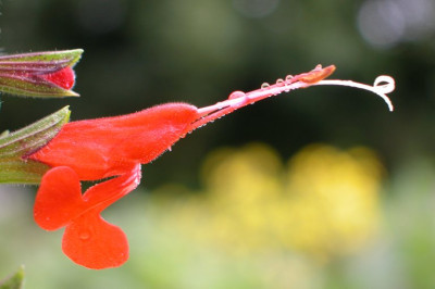 Salvia_praeclara1.jpg