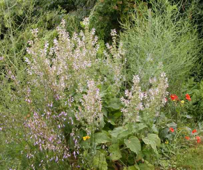 Salvia_sclarea1.jpg