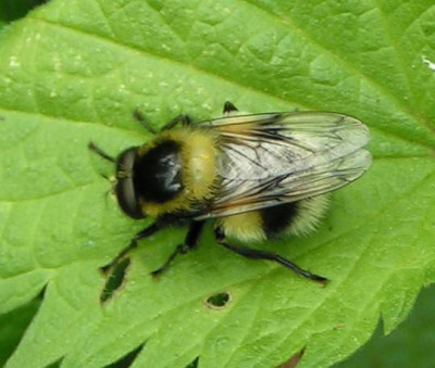 Volucella_bomylans_plumata_-_Hummelschwebfliege_01.jpg