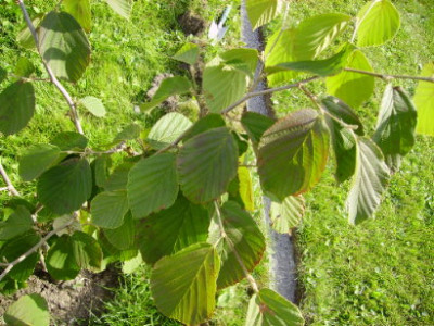 PICT0953.JPG