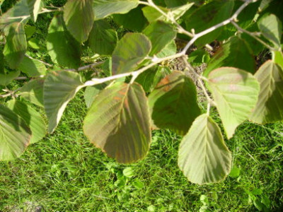 PICT0954.JPG