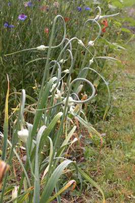 Schlangenknoblauch.jpg