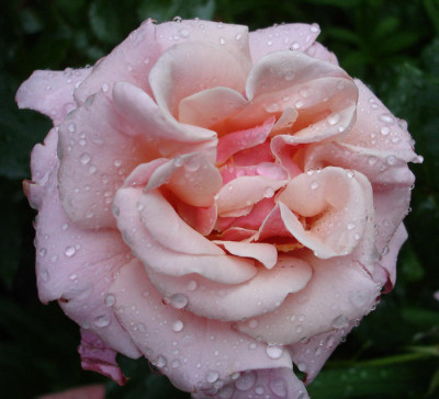 Charming-Rose-02a.jpg