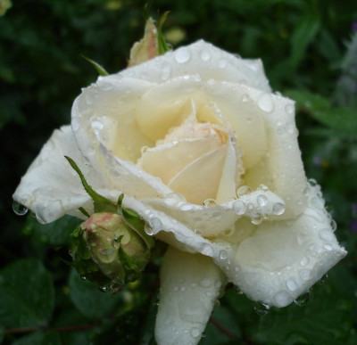 White_Gold_1.jpg