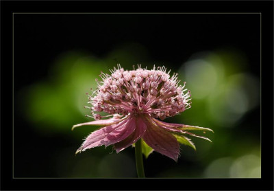Astrantia_5_28-06-2006.jpg