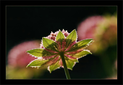 Astrantia_6_28-06-2006_weiter-bearbeitet.jpg